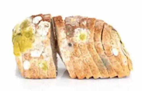 Example of Mildew On A Loaf Of Bread