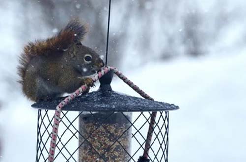 How To Stop Squirrels From Chewing Wires In Cars